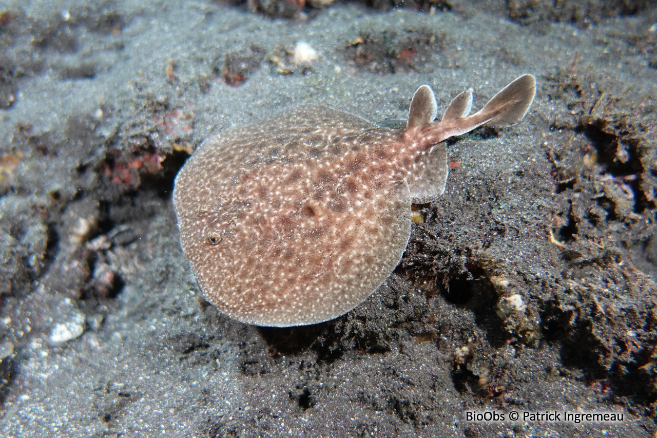 Torpille tachetée - Torpedo fuscomaculata - Patrick Ingremeau - BioObs