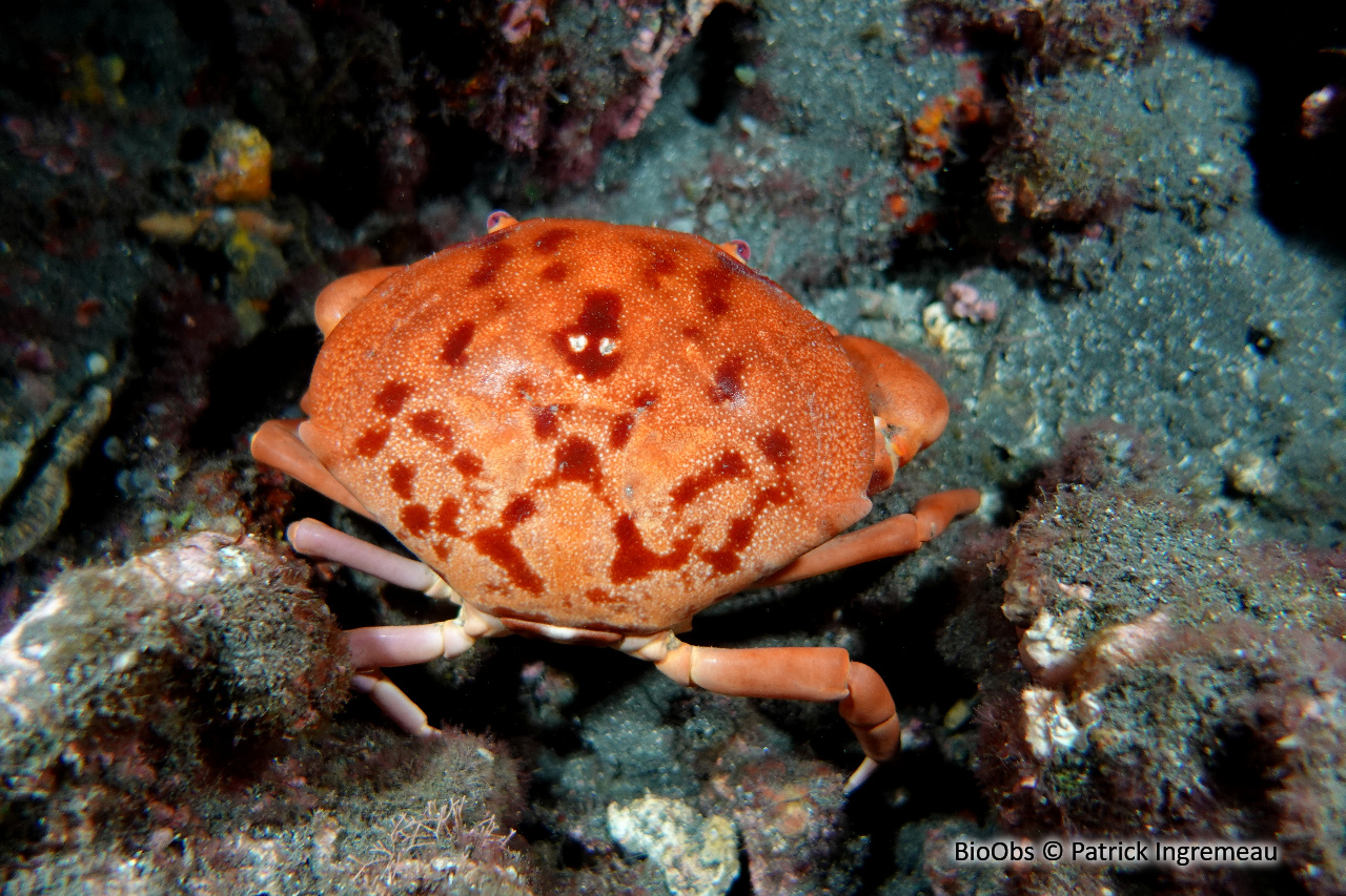 Crabe bombé - Carpilius convexus - Patrick Ingremeau - BioObs