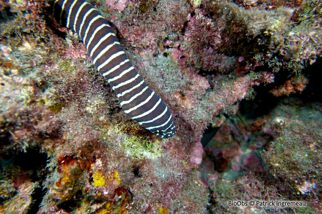 Murène-zèbre - Gymnomuraena zebra - Patrick Ingremeau - BioObs