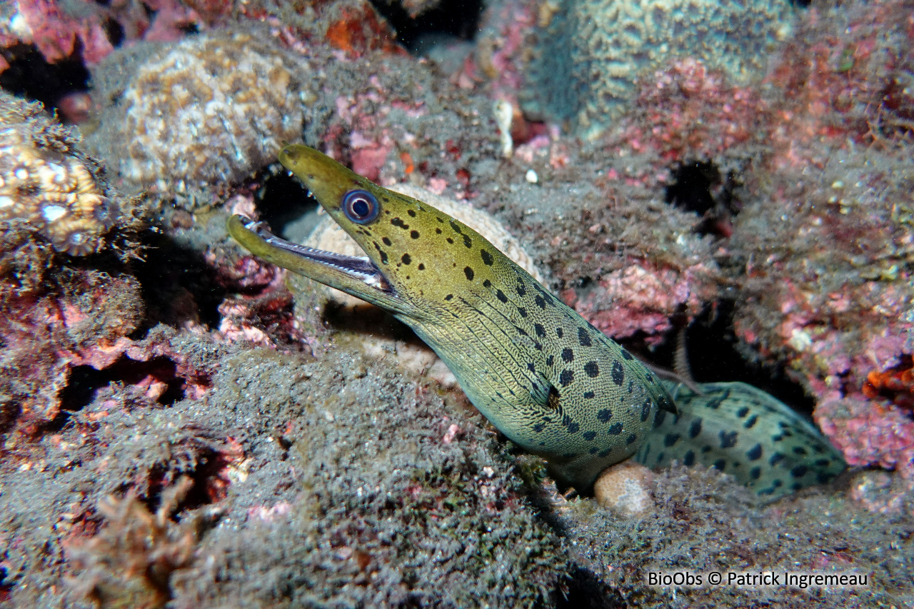 Murène frangée - Gymnothorax fimbriatus - Patrick Ingremeau - BioObs