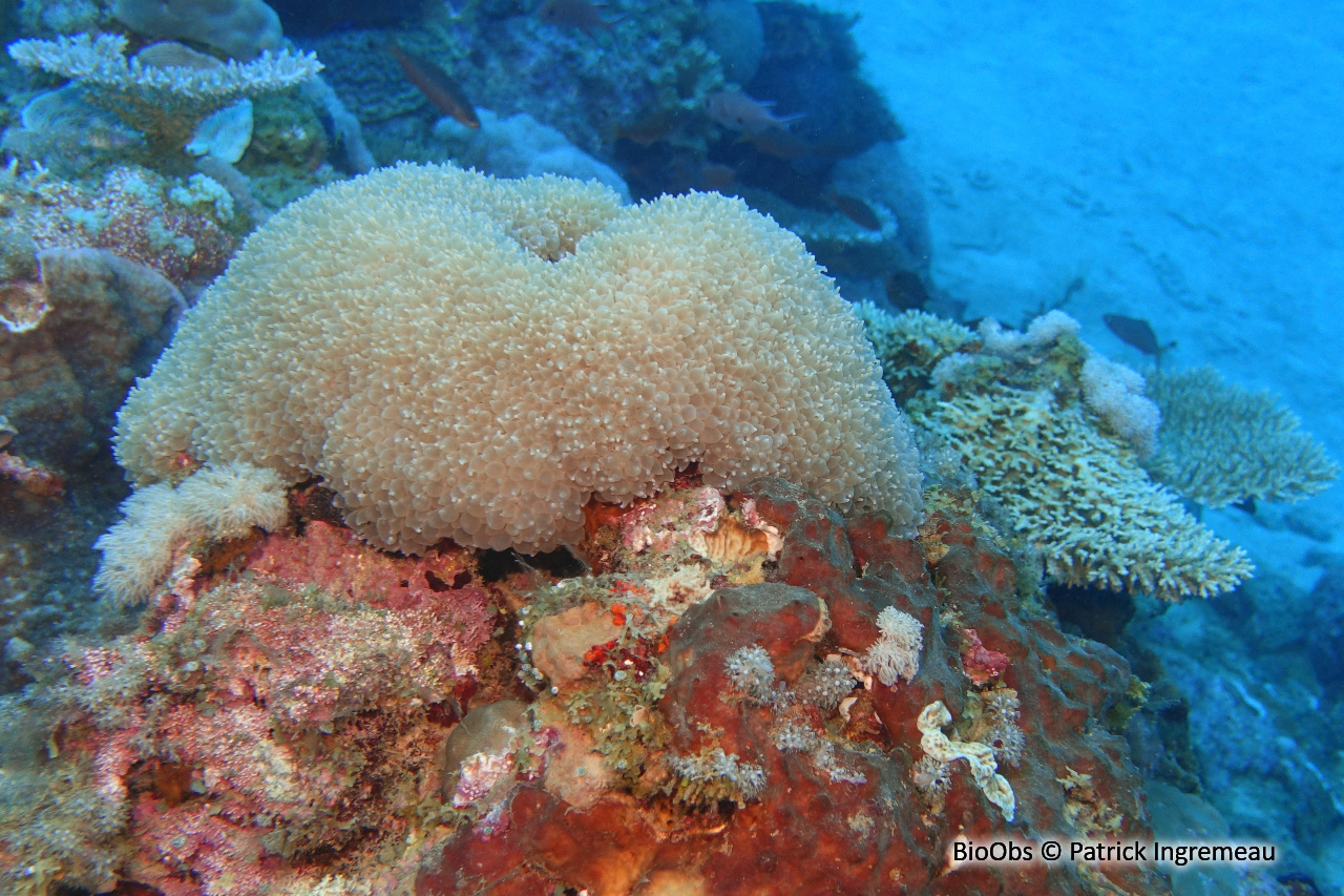 Corail à bulles - Physogyra lichtensteini - Patrick Ingremeau - BioObs