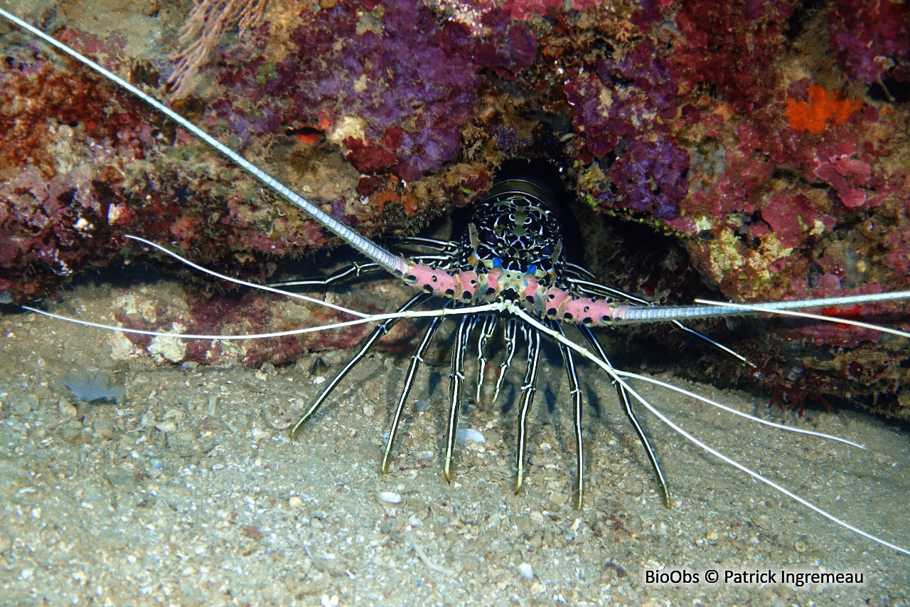 Langouste peinte - Panulirus versicolor - Patrick Ingremeau - BioObs