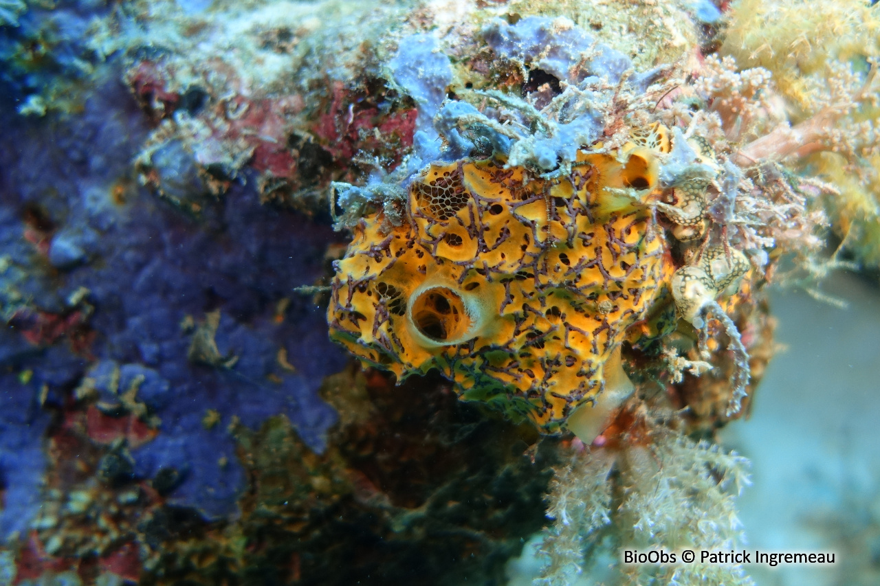 Mycale humilis - Mycale humilis - Patrick Ingremeau - BioObs