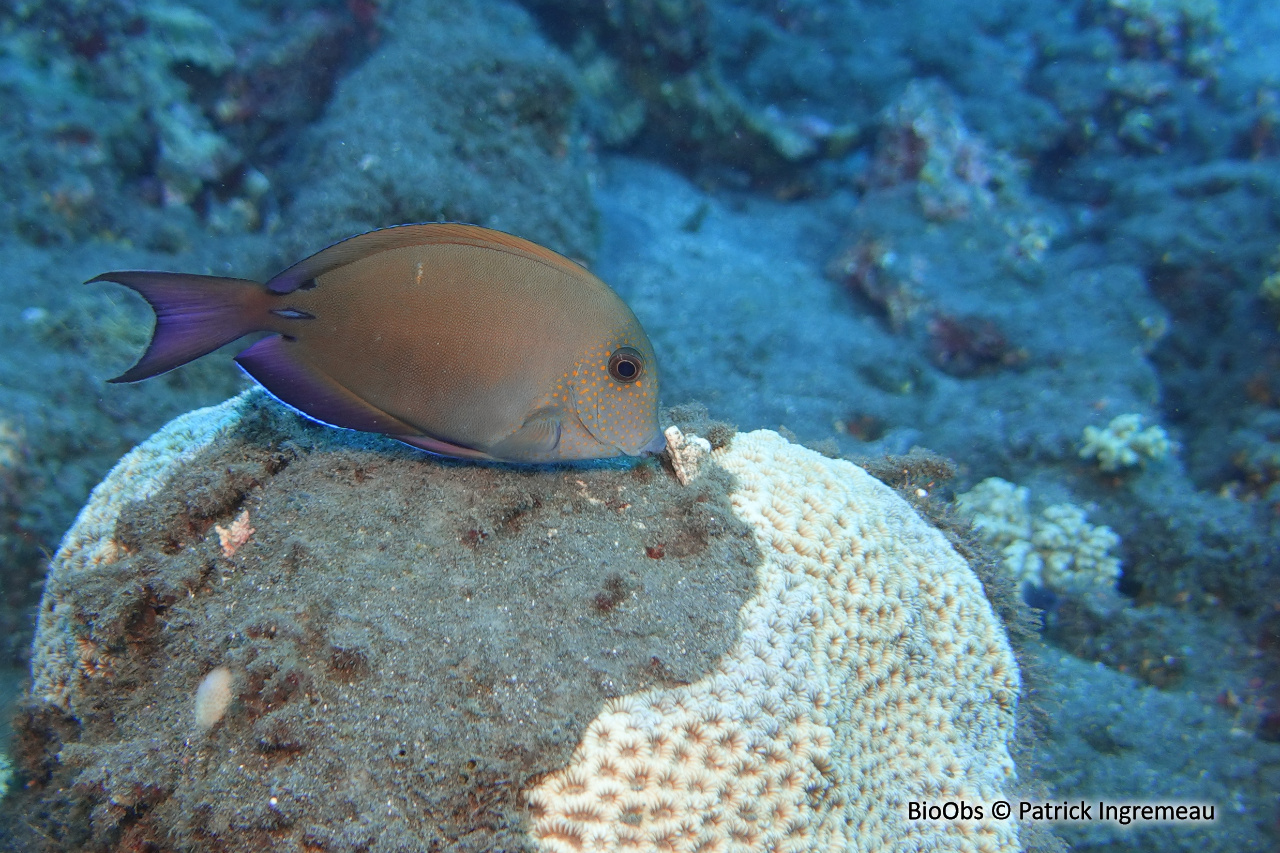 Chirurgien brun-noir - Acanthurus nigrofuscus - Patrick Ingremeau - BioObs