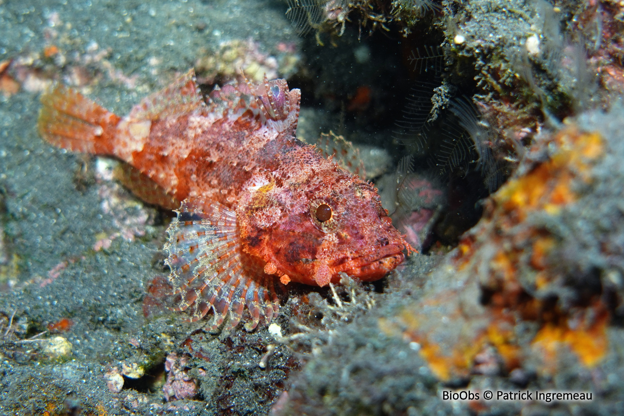 Poisson-scorpion à houppes - Scorpaenopsis oxycephala - Patrick Ingremeau - BioObs