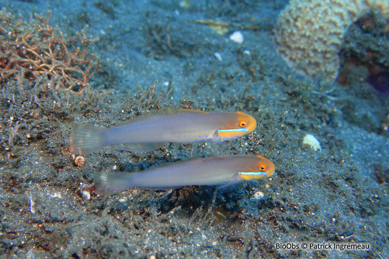 Gobie à raies bleues - Valenciennea strigata - Patrick Ingremeau - BioObs