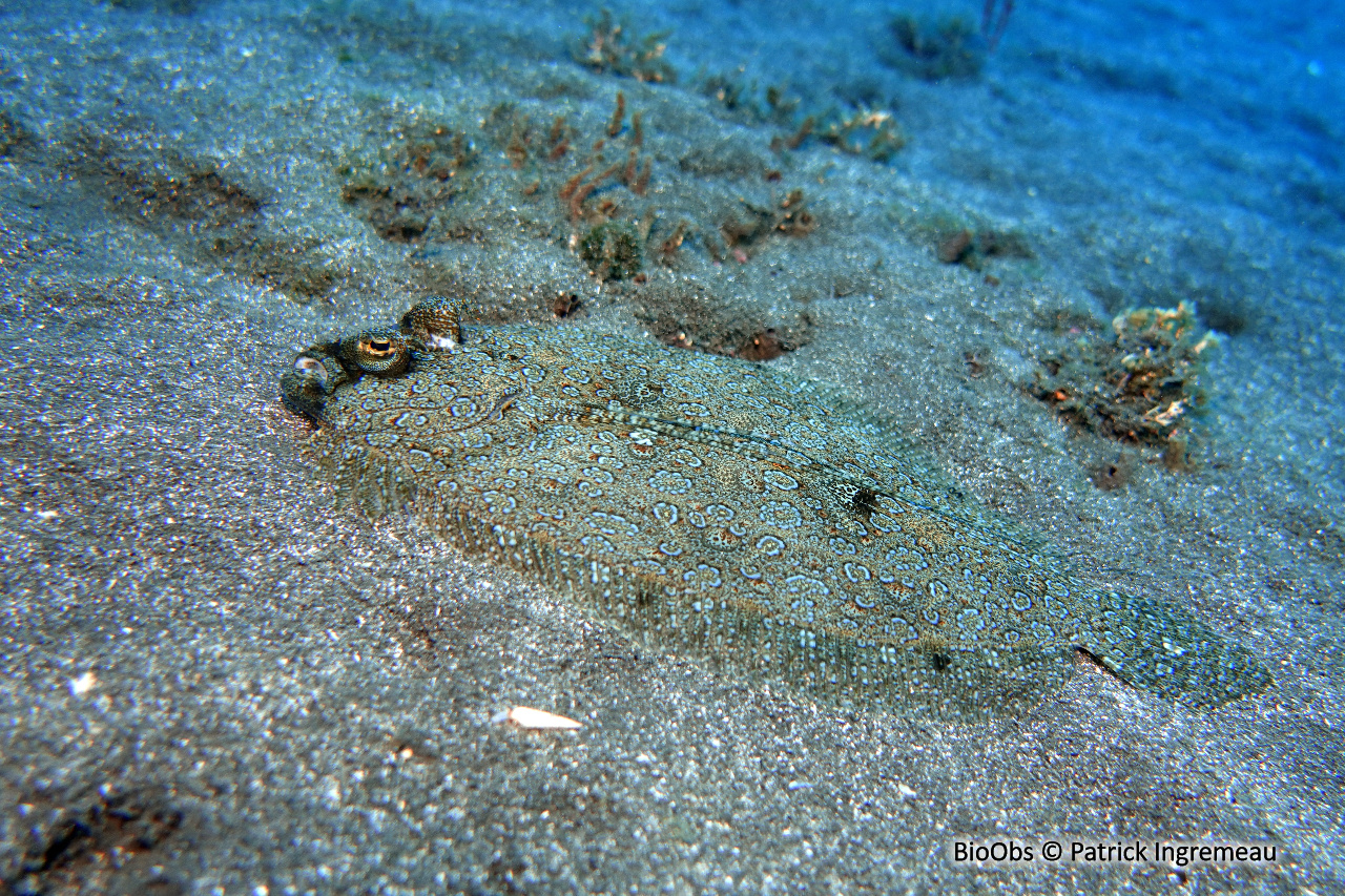 Turbot tropical - Bothus mancus - Patrick Ingremeau - BioObs