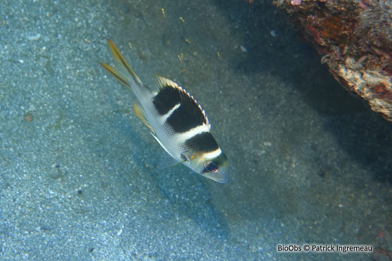 Empereur à quatre raies blanches - Monotaxis heterodon - Patrick Ingremeau - BioObs