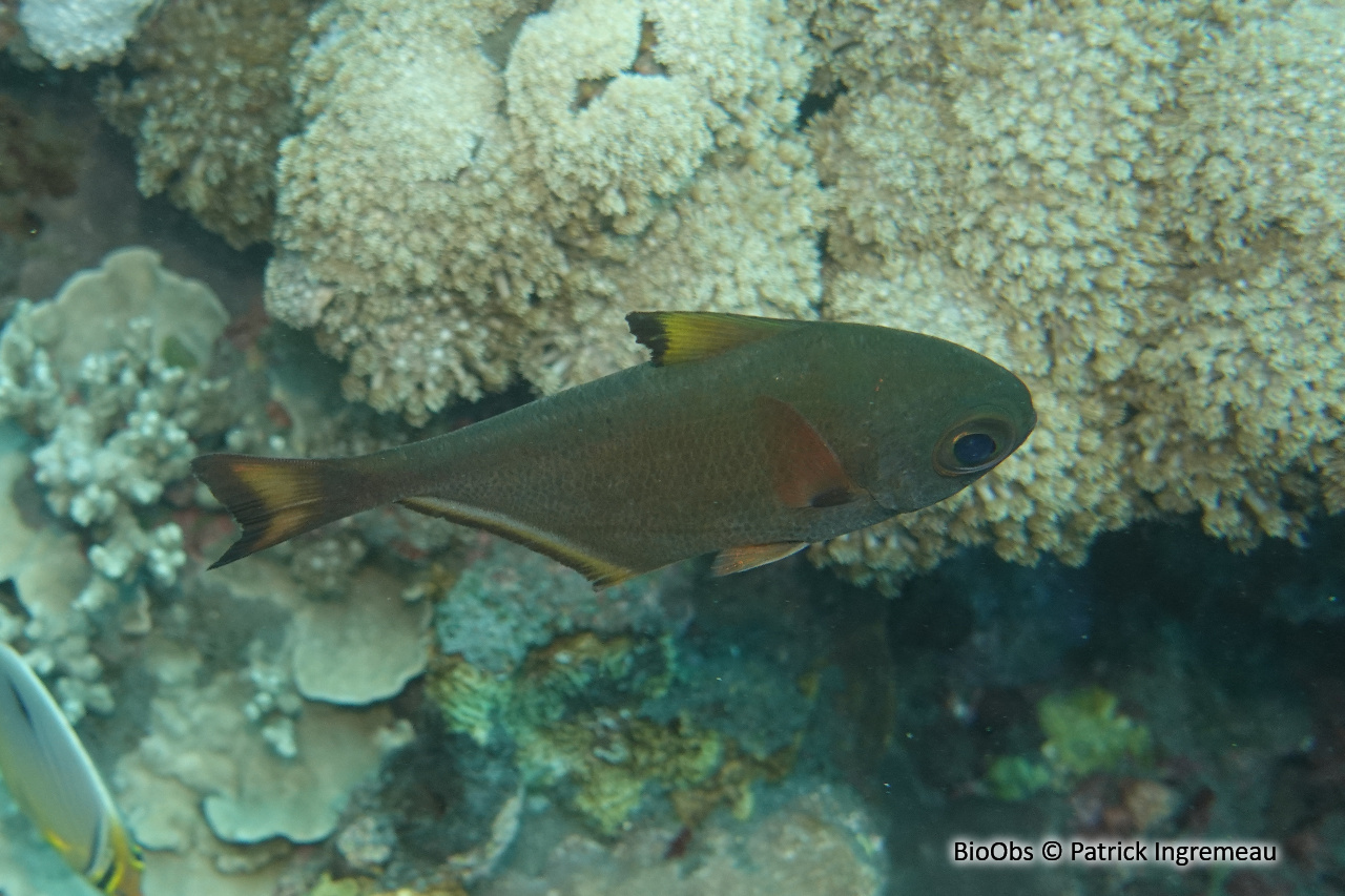 Poisson-hachette - Pempheris vanicolensis - Patrick Ingremeau - BioObs