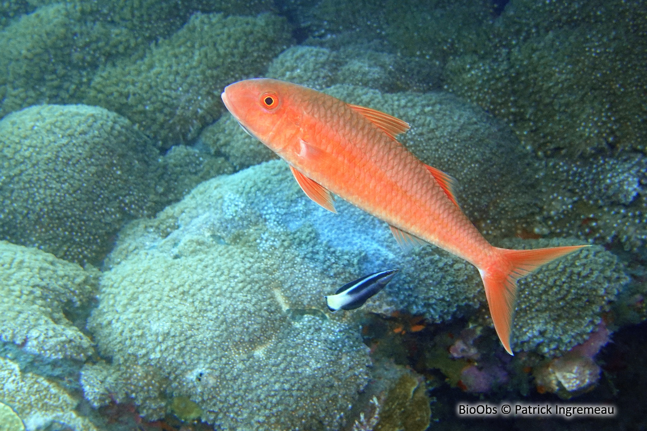 Capucin orange - Mulloidichthys pfluegeri - Patrick Ingremeau - BioObs