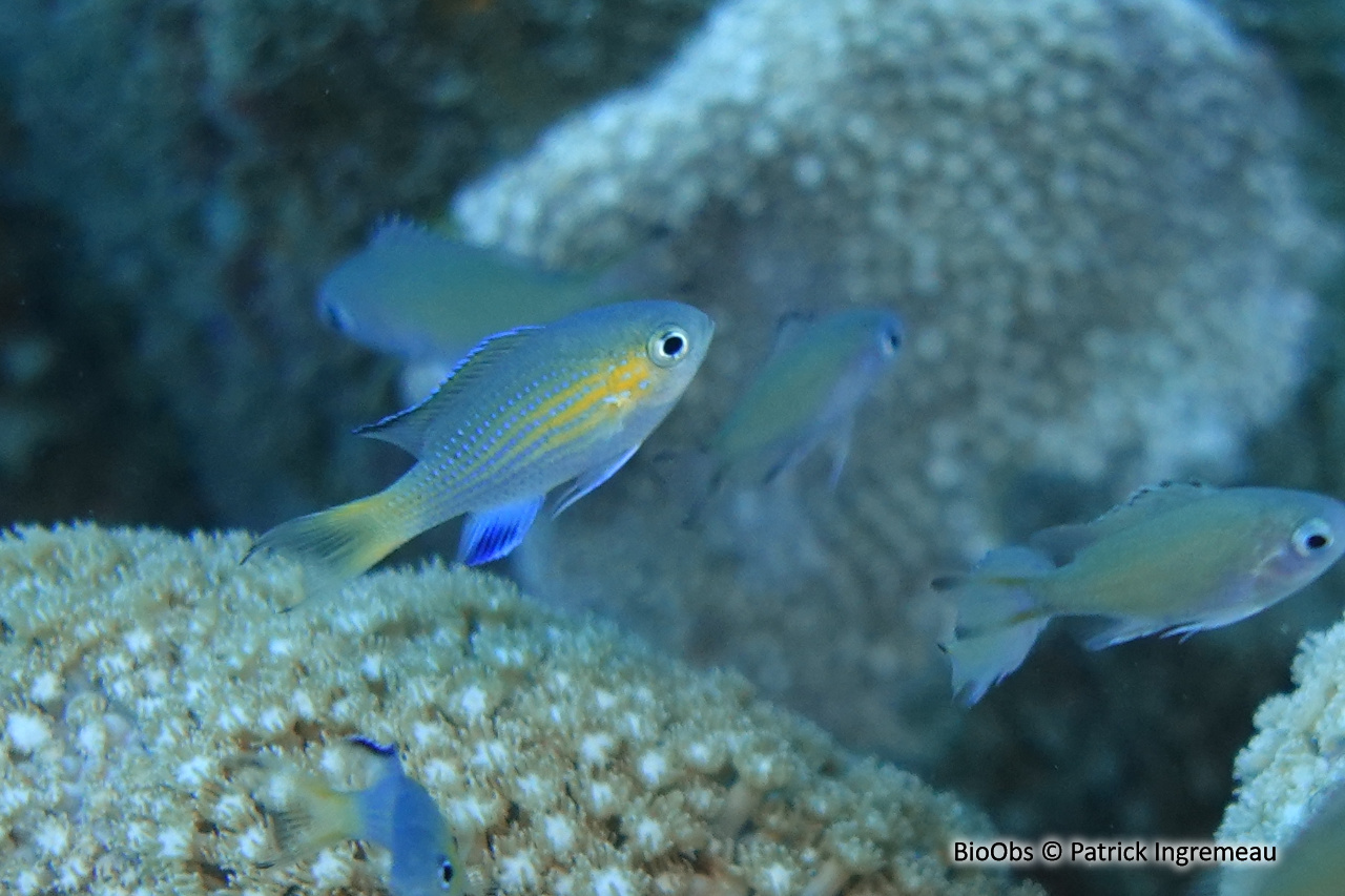 Chromis à queue noire - Pycnochromis nigrurus - Patrick Ingremeau - BioObs