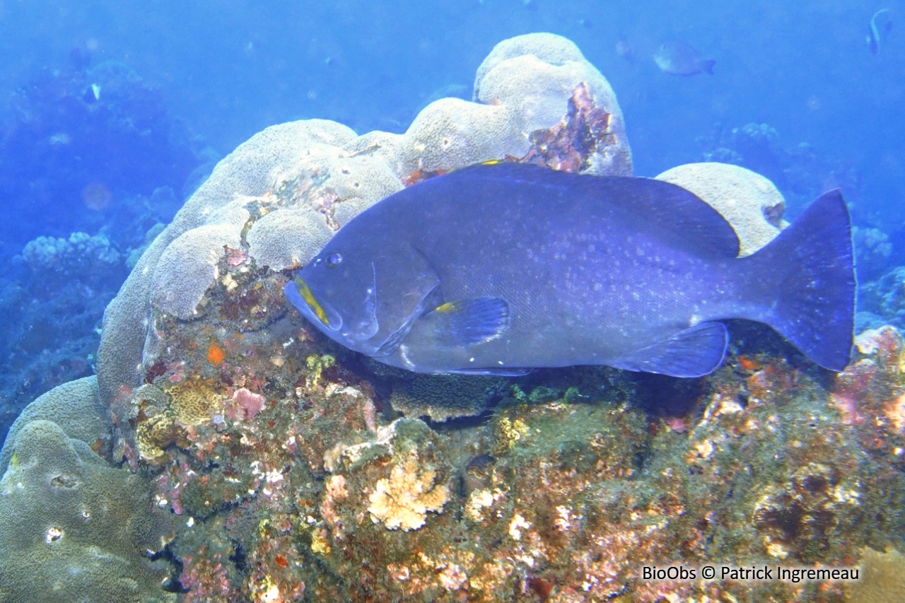 Mérou faraud - Epinephelus flavocaeruleus - Patrick Ingremeau - BioObs