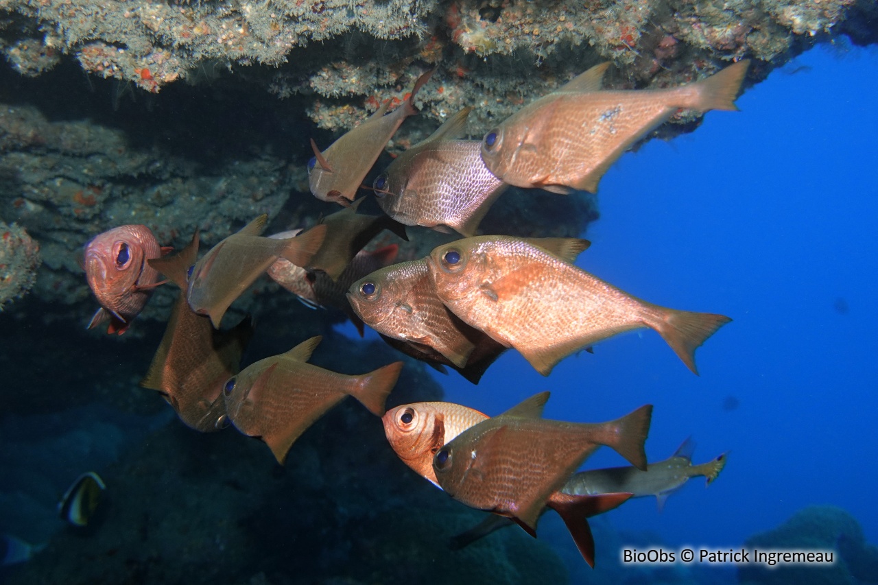 Poisson-hachette à bordures noires - Pempheris nesogallica - Patrick Ingremeau - BioObs