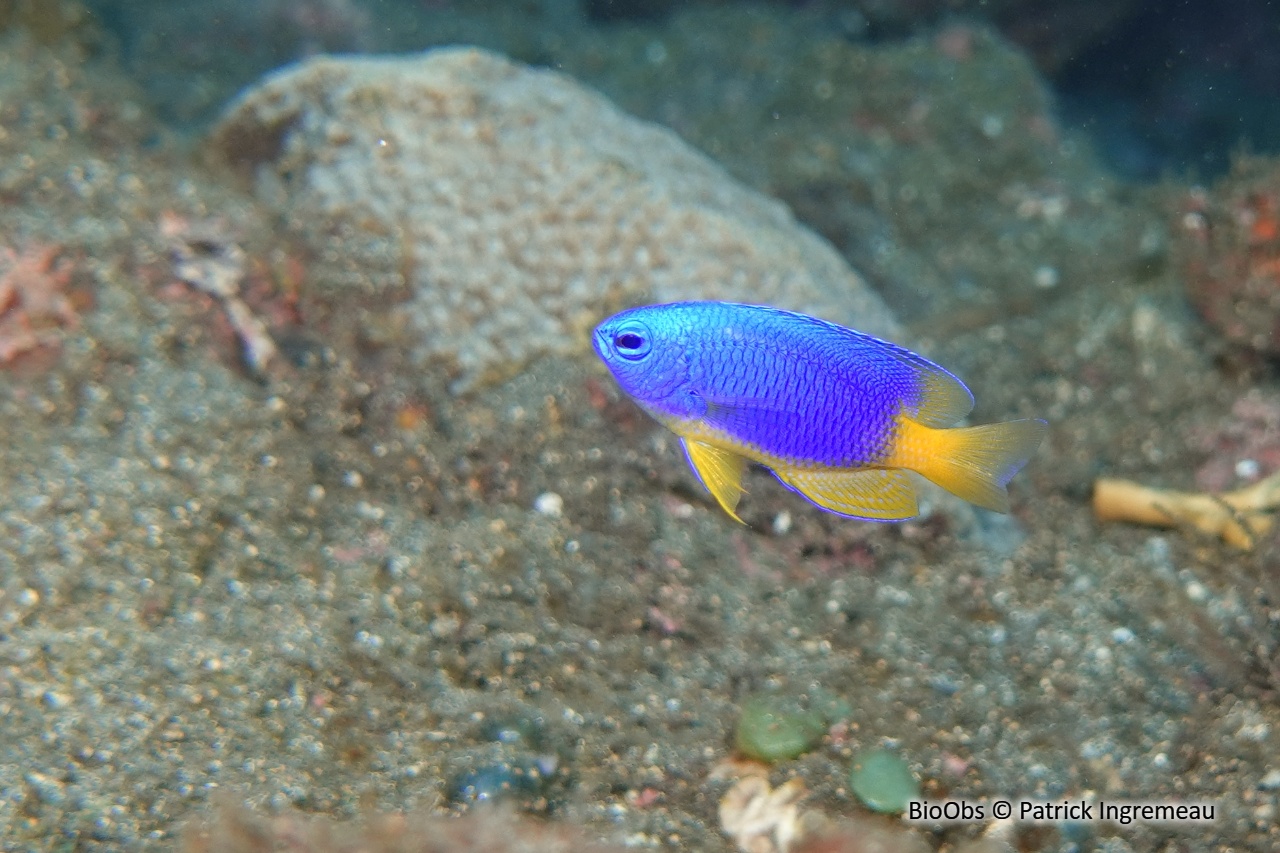 Demoiselle bleue et jaune - Pomacentrus caeruleus - Patrick Ingremeau - BioObs