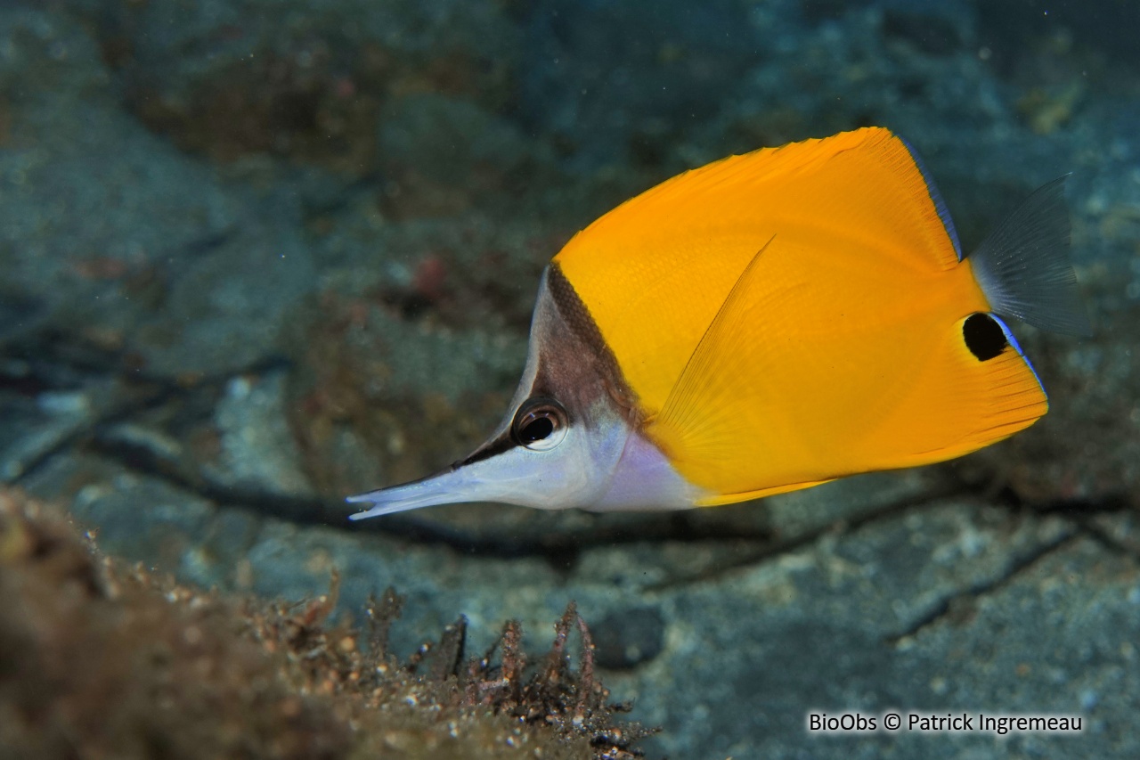 Poisson-pincette jaune - Forcipiger flavissimus - Patrick Ingremeau - BioObs