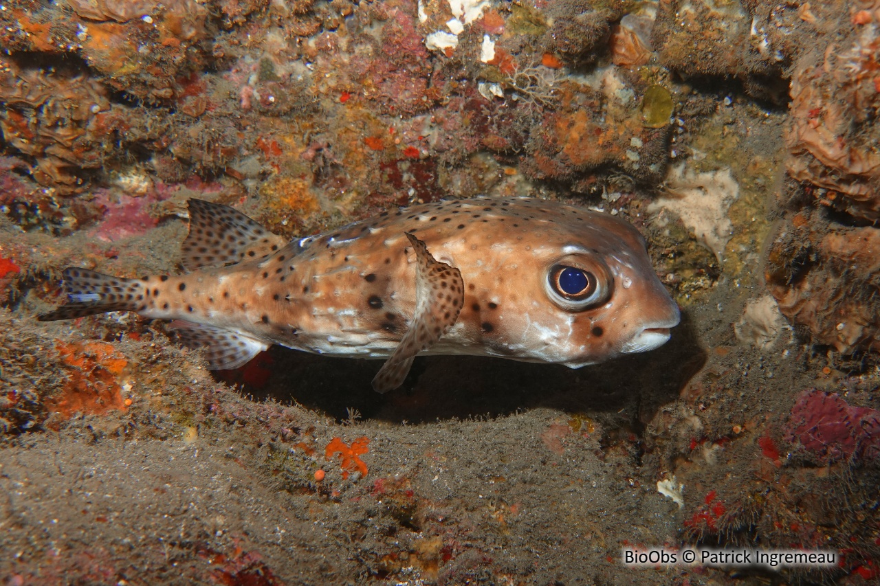 Poisson-hérisson ponctué - Chilomycterus reticulatus - Patrick Ingremeau - BioObs