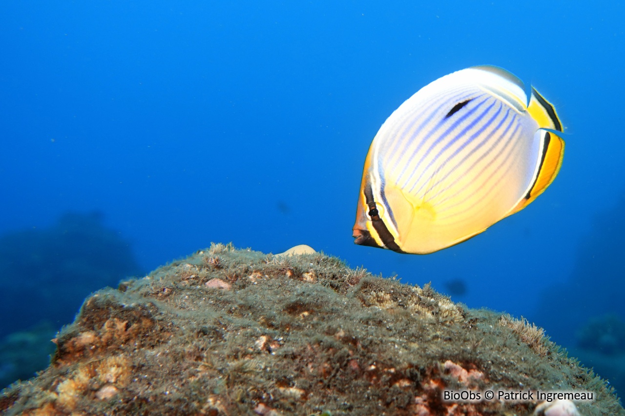 Poisson-papillon côtelé indien - Chaetodon trifasciatus - Patrick Ingremeau - BioObs