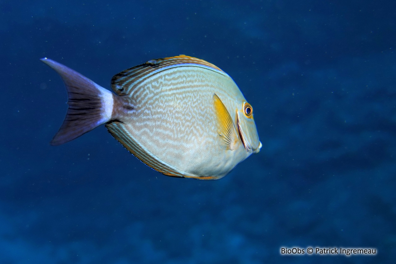 Chirurgien aile jaune - Acanthurus xanthopterus - Patrick Ingremeau - BioObs