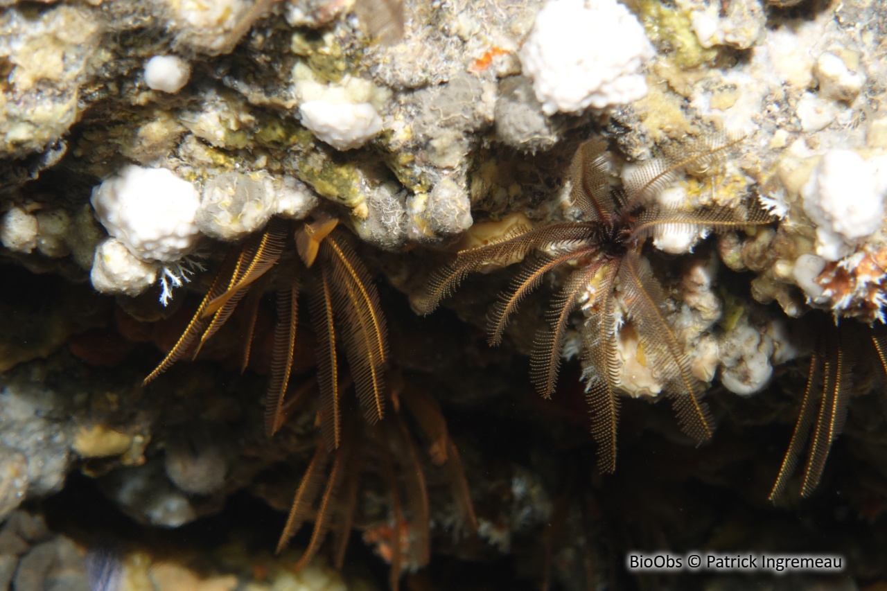 Comatule à carène - Tropiometra carinata - Patrick Ingremeau - BioObs