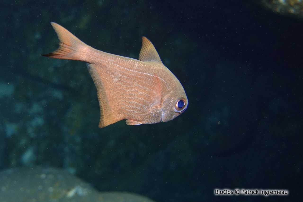 Poisson-hachette à bordures noires - Pempheris nesogallica - Patrick Ingremeau - BioObs