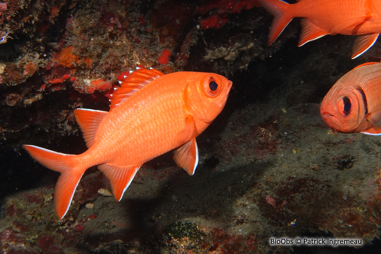 Poisson-soldat bordé de blanc - Myripristis vittata - Patrick Ingremeau - BioObs
