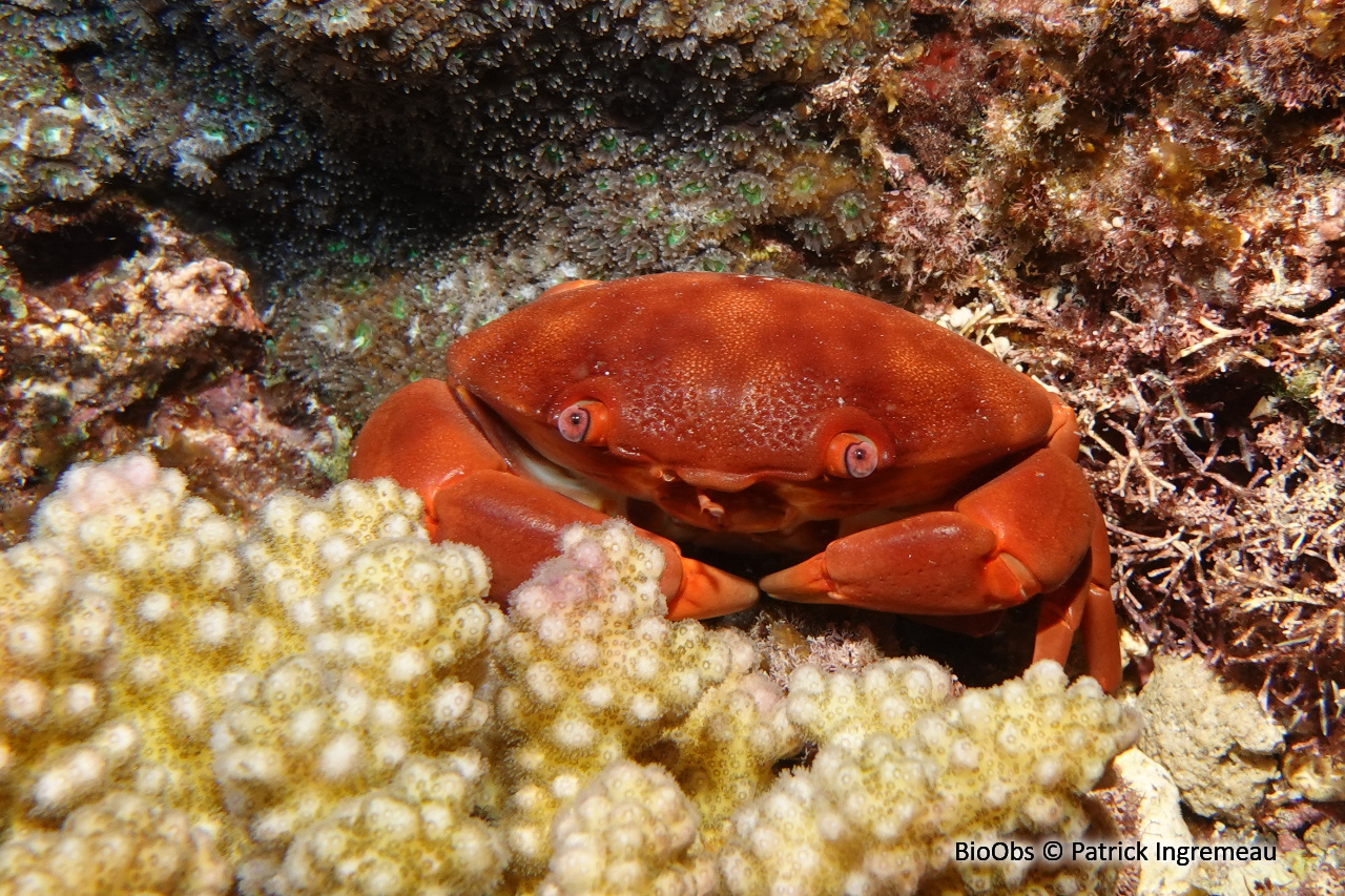 Crabe bombé - Carpilius convexus - Patrick Ingremeau - BioObs