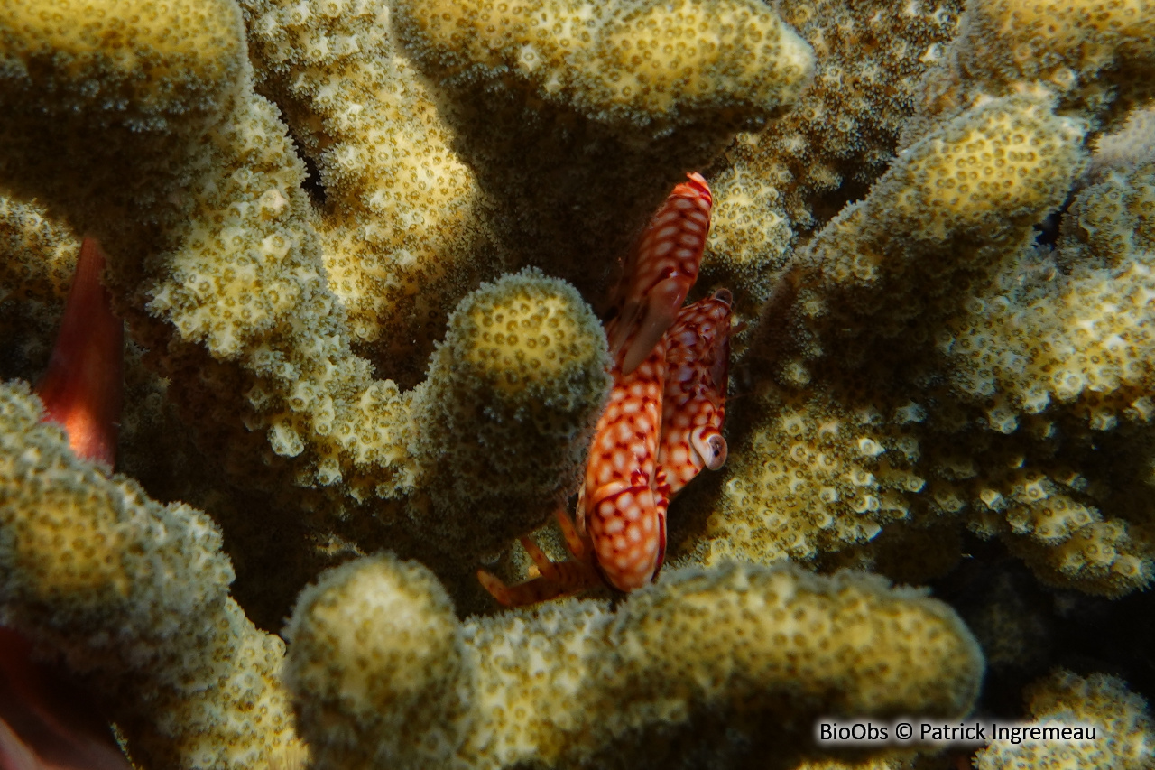 Crabe trapèze nid d'abeille - Trapezia septata - Patrick Ingremeau - BioObs