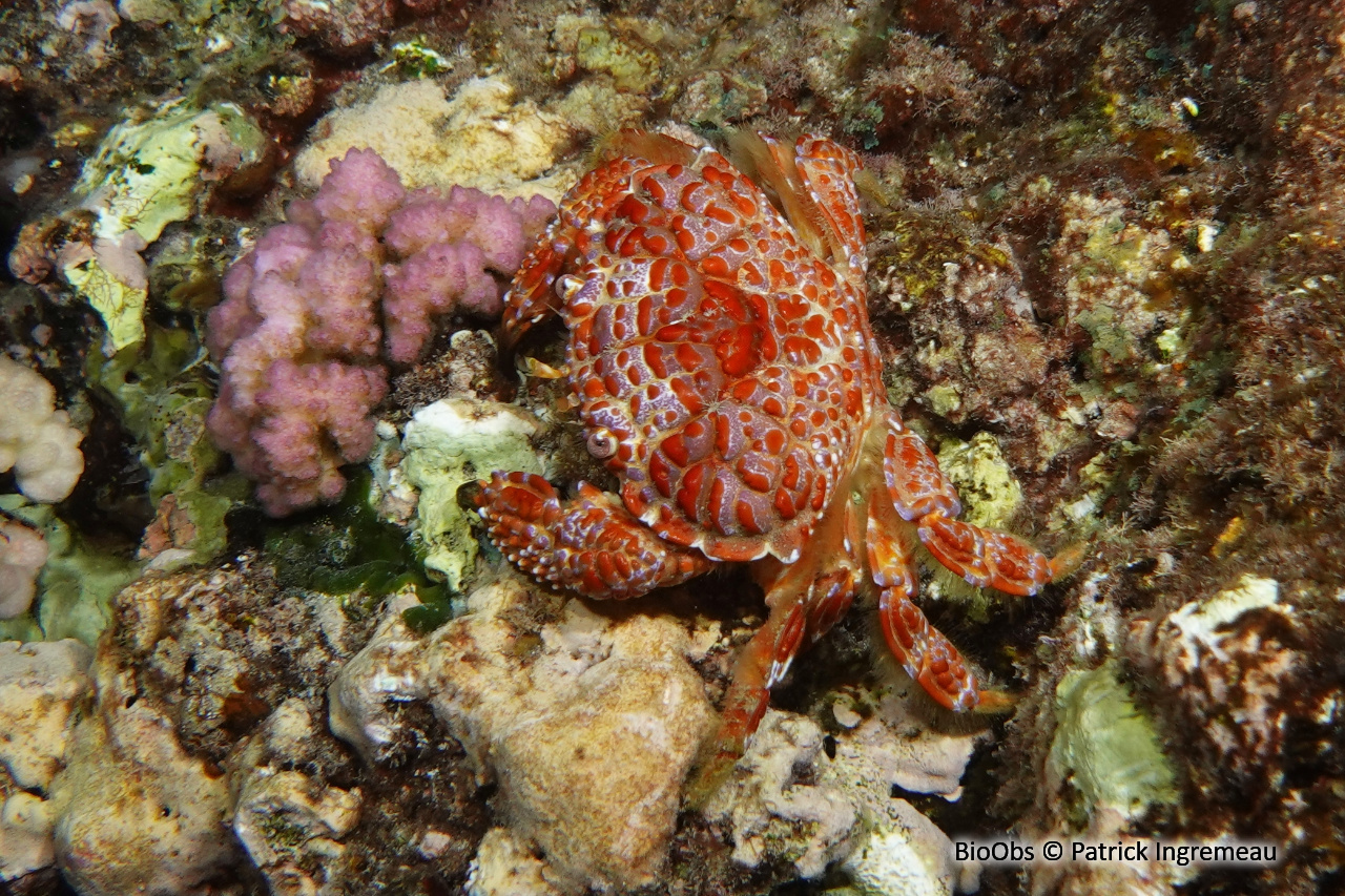 Crabe cuivre et bleu - Zosimus aeneus - Patrick Ingremeau - BioObs