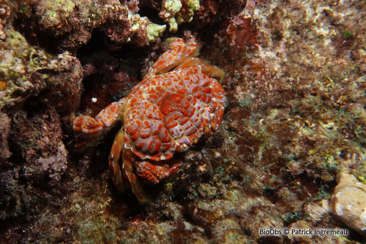 Crabe cuivre et bleu - Zosimus aeneus - Patrick Ingremeau - BioObs