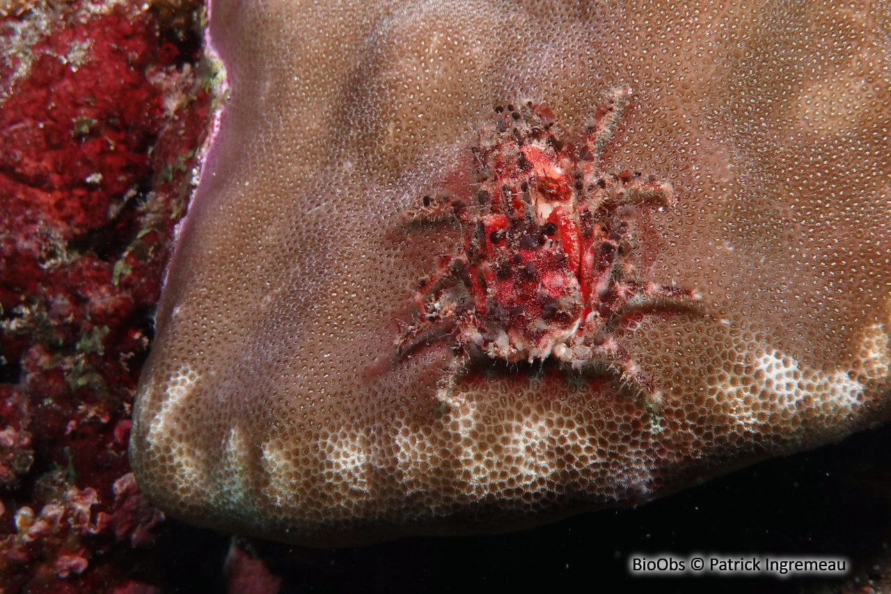 Crabe décorateur commun - Schizophrys aspera - Patrick Ingremeau - BioObs