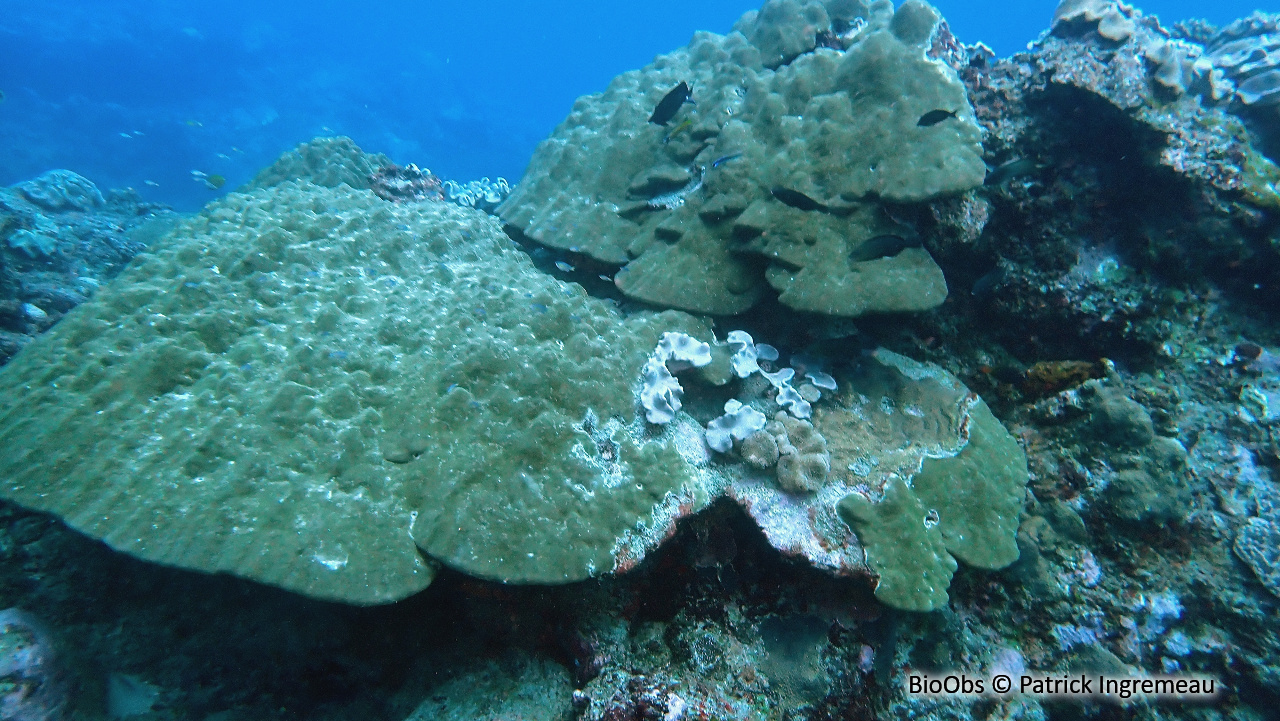 Corail-étoile lisse - Porites lobata - Patrick Ingremeau - BioObs