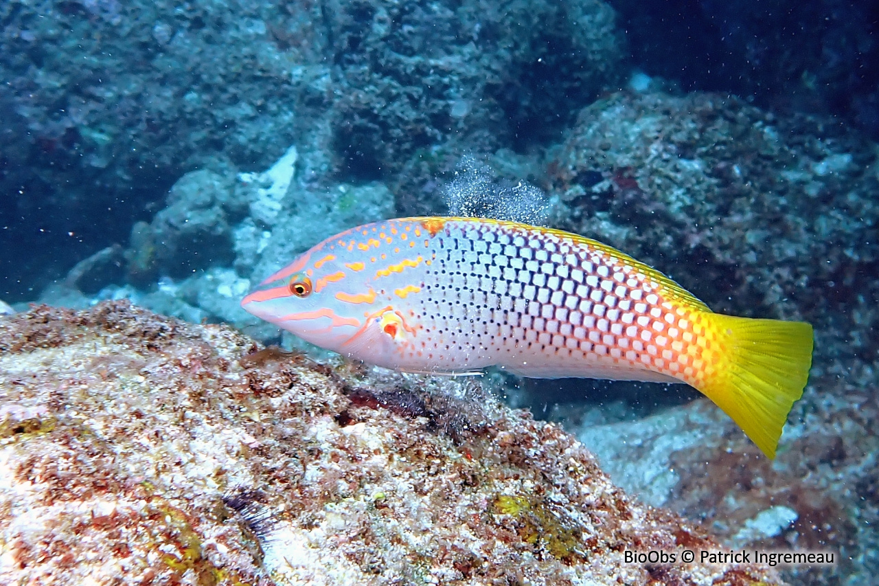 Labre-échiquier - Halichoeres hortulanus - Patrick Ingremeau - BioObs