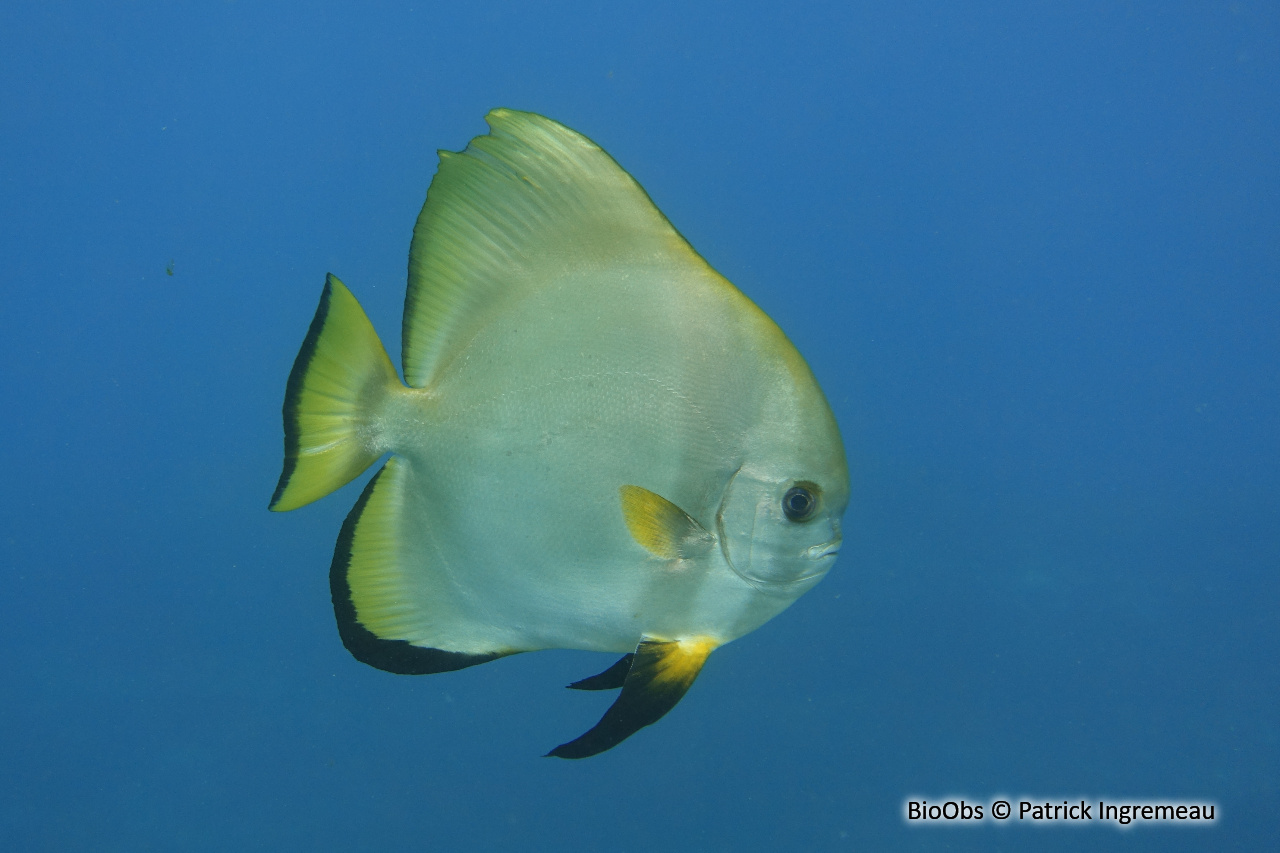 Platax de Boers - Platax boersii - Patrick Ingremeau - BioObs