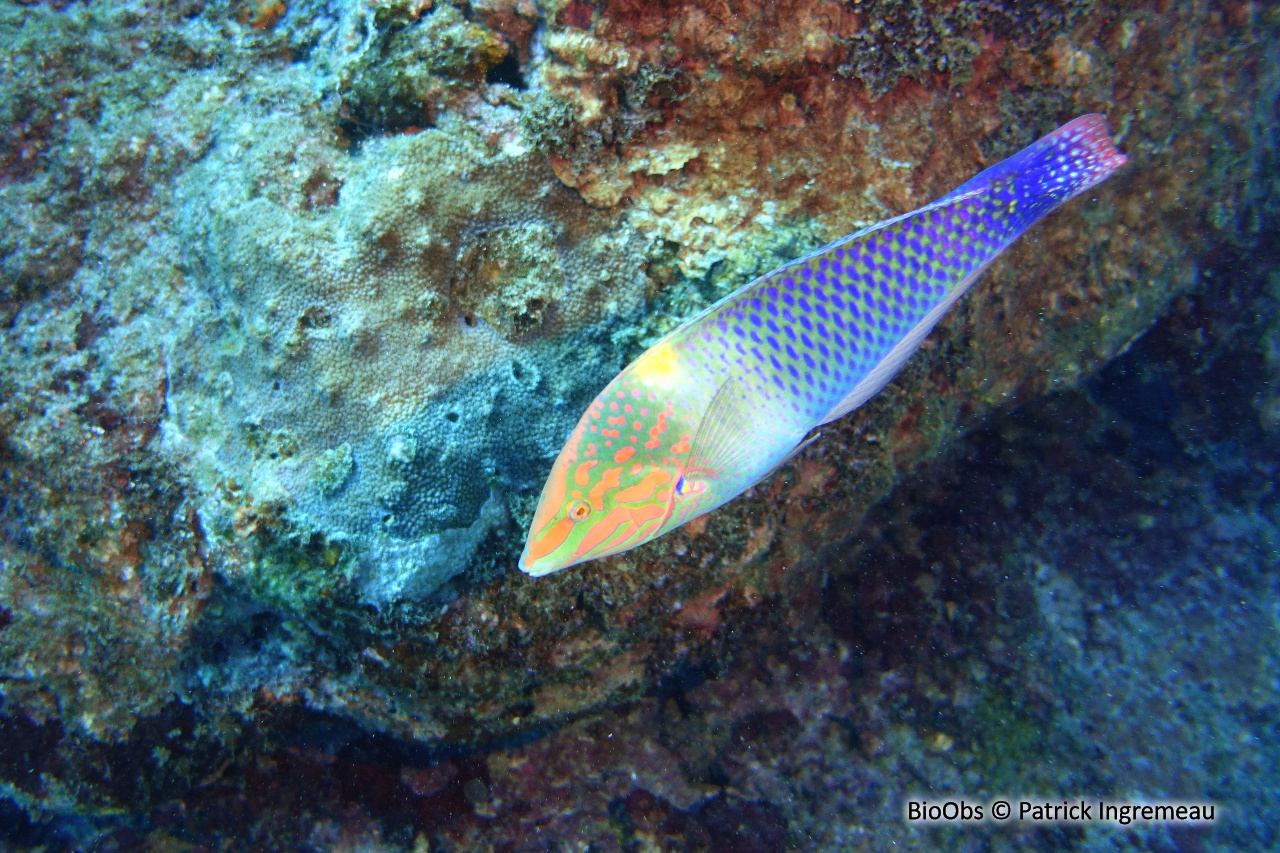 Labre-échiquier - Halichoeres hortulanus - Patrick Ingremeau - BioObs