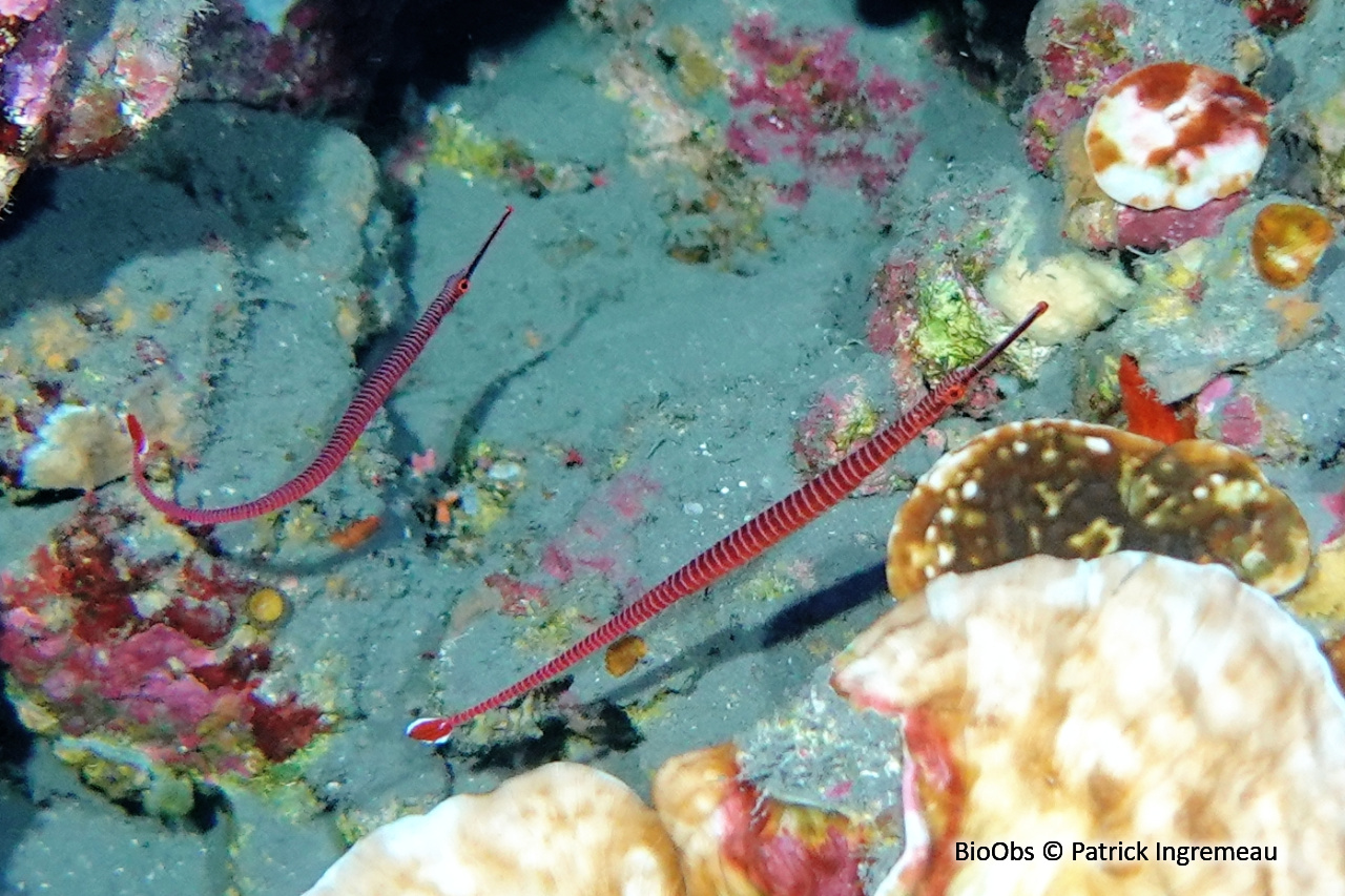 Syngnathe annelé - Dunckerocampus multiannulatus - Patrick Ingremeau - BioObs