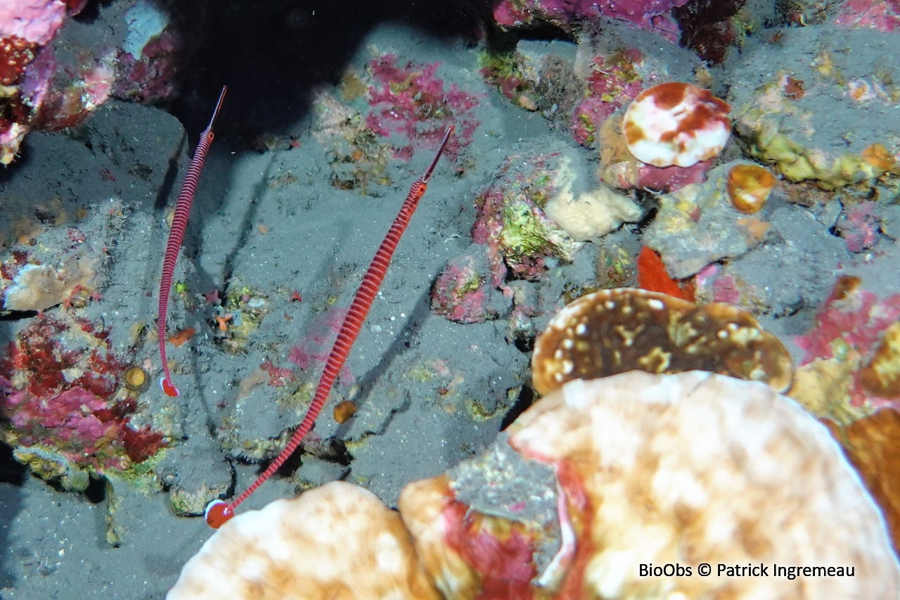 Syngnathe annelé - Dunckerocampus multiannulatus - Patrick Ingremeau - BioObs