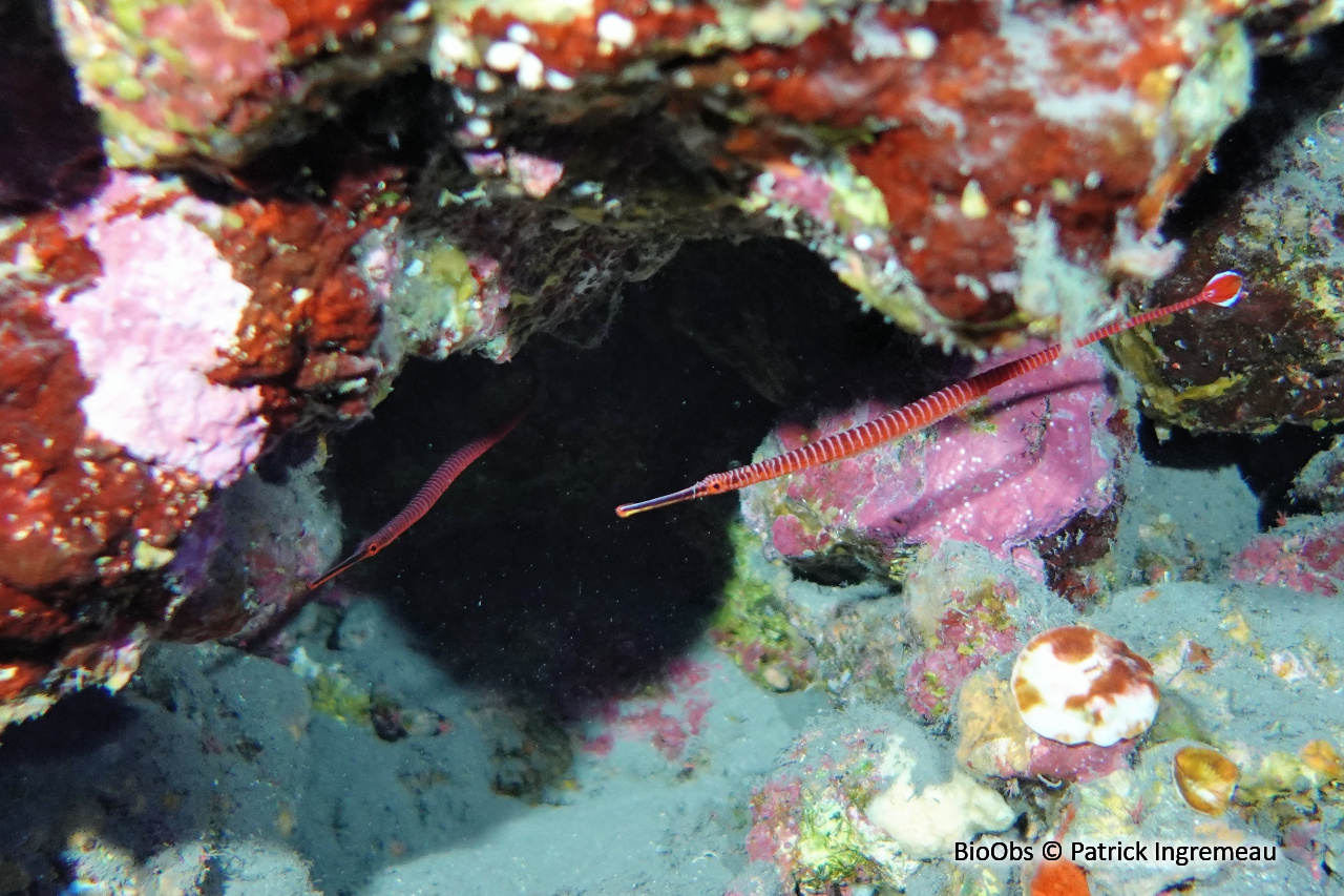 Syngnathe annelé - Dunckerocampus multiannulatus - Patrick Ingremeau - BioObs