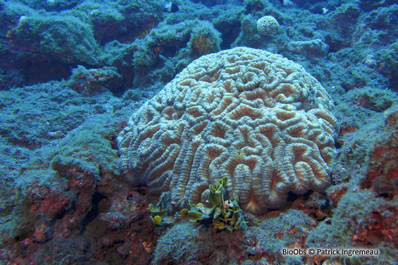 Lobophyllia (genre) - Lobophyllia sp - Patrick Ingremeau - BioObs