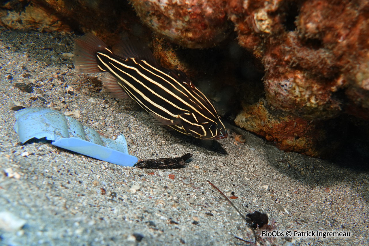 Savon à raies d'or - Grammistes sexlineatus - Patrick Ingremeau - BioObs