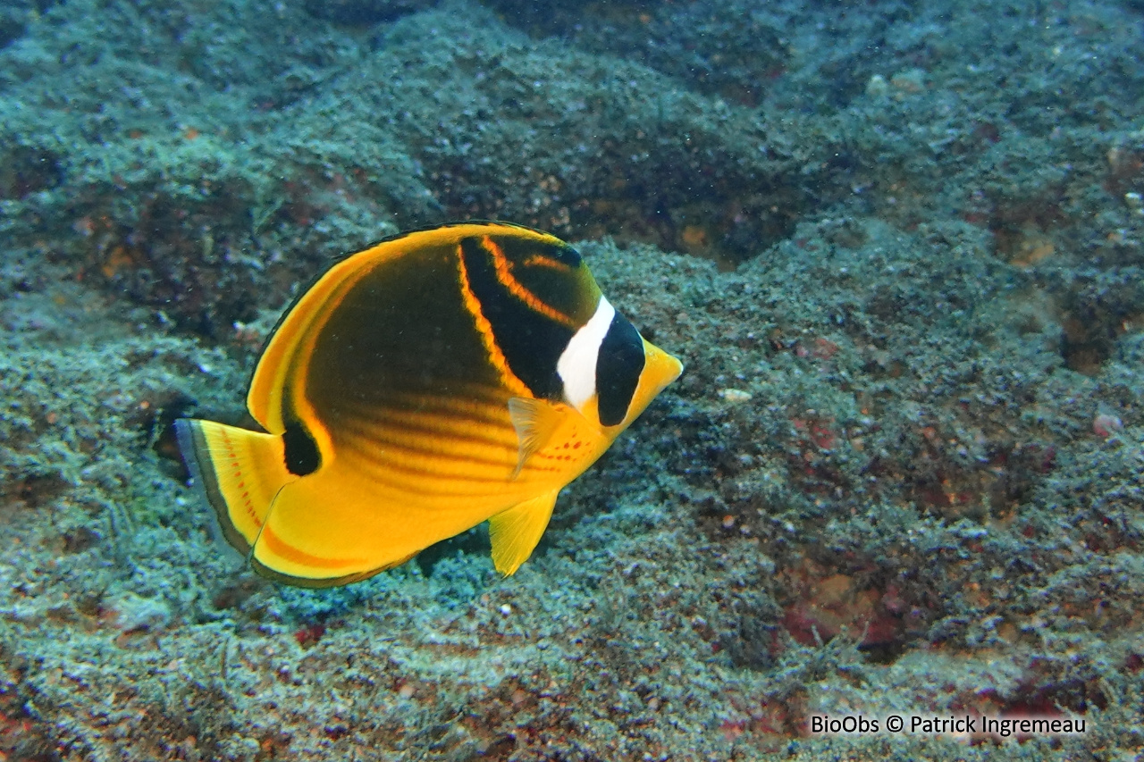 Poisson-papillon raton laveur - Chaetodon lunula - Patrick Ingremeau - BioObs