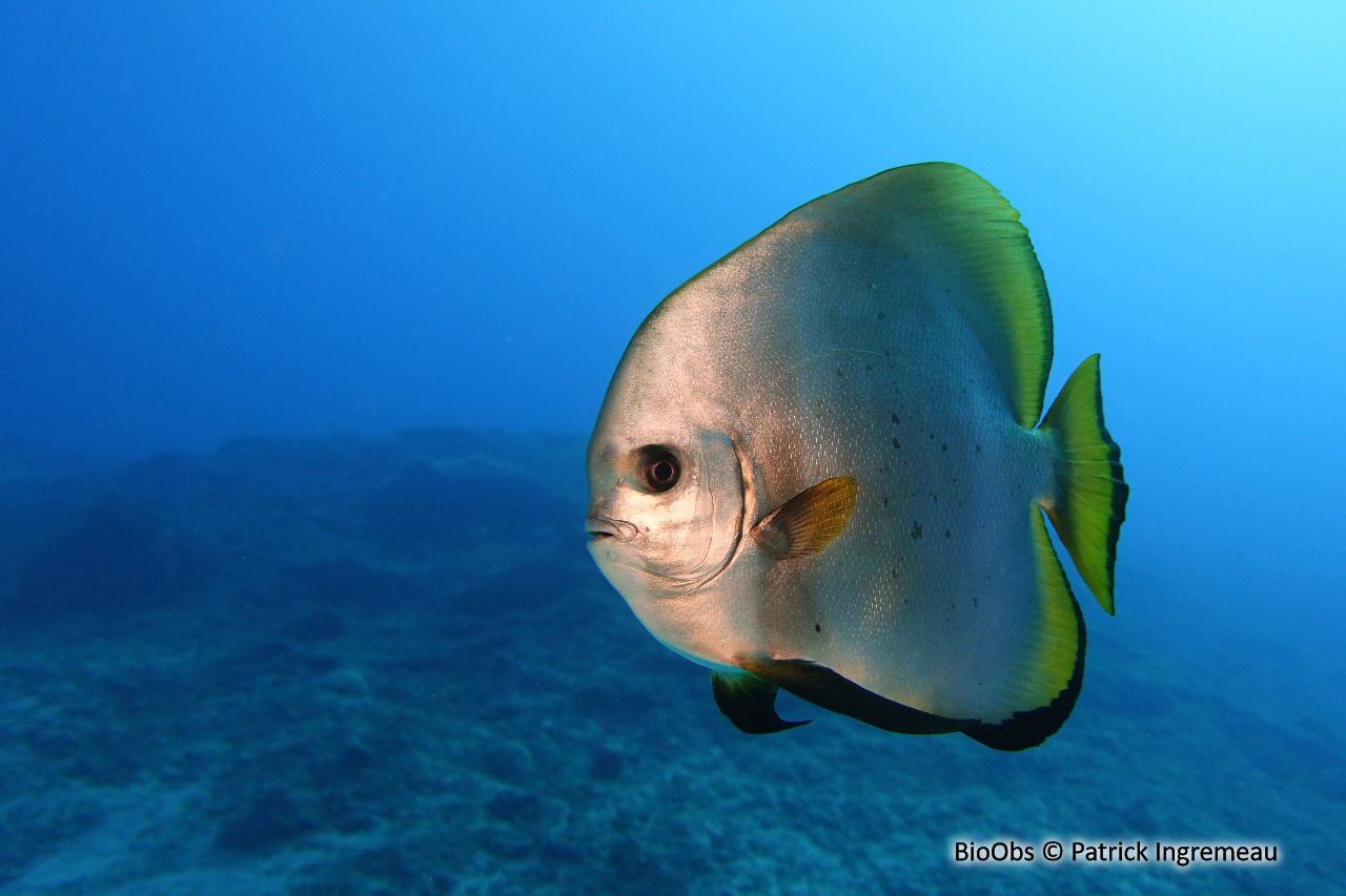 Platax de Boers - Platax boersii - Patrick Ingremeau - BioObs