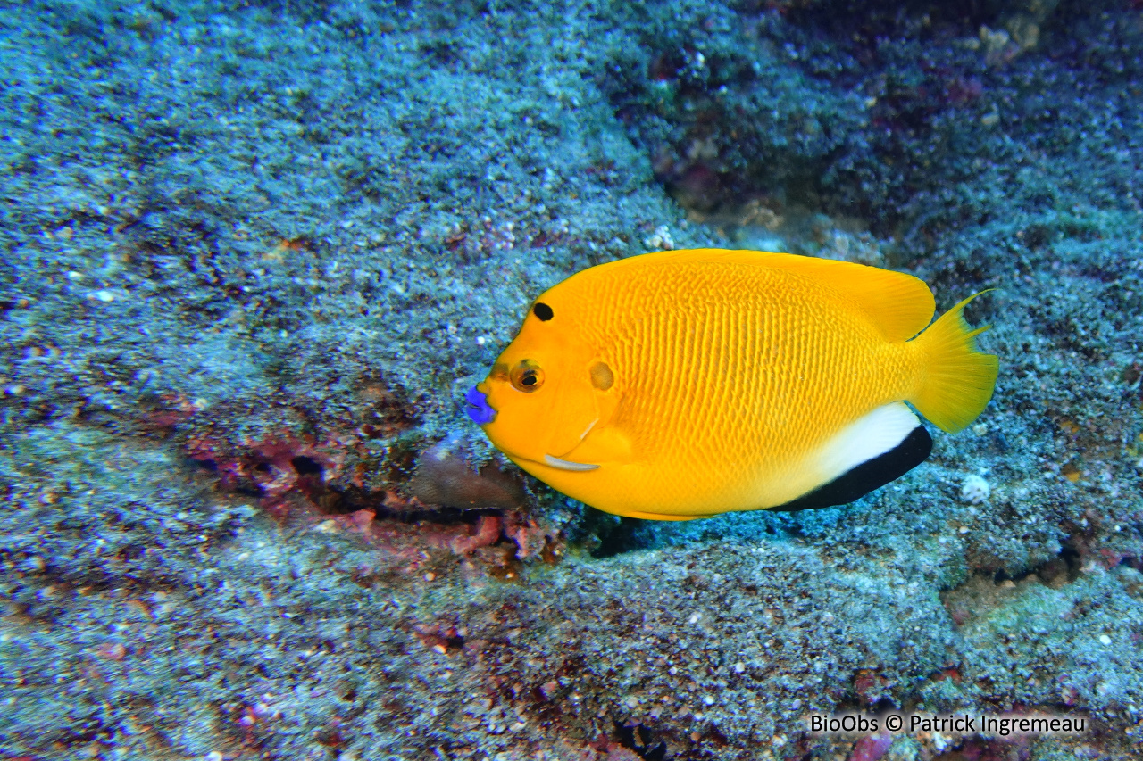 Poisson-ange à trois taches - Apolemichthys trimaculatus - Patrick Ingremeau - BioObs