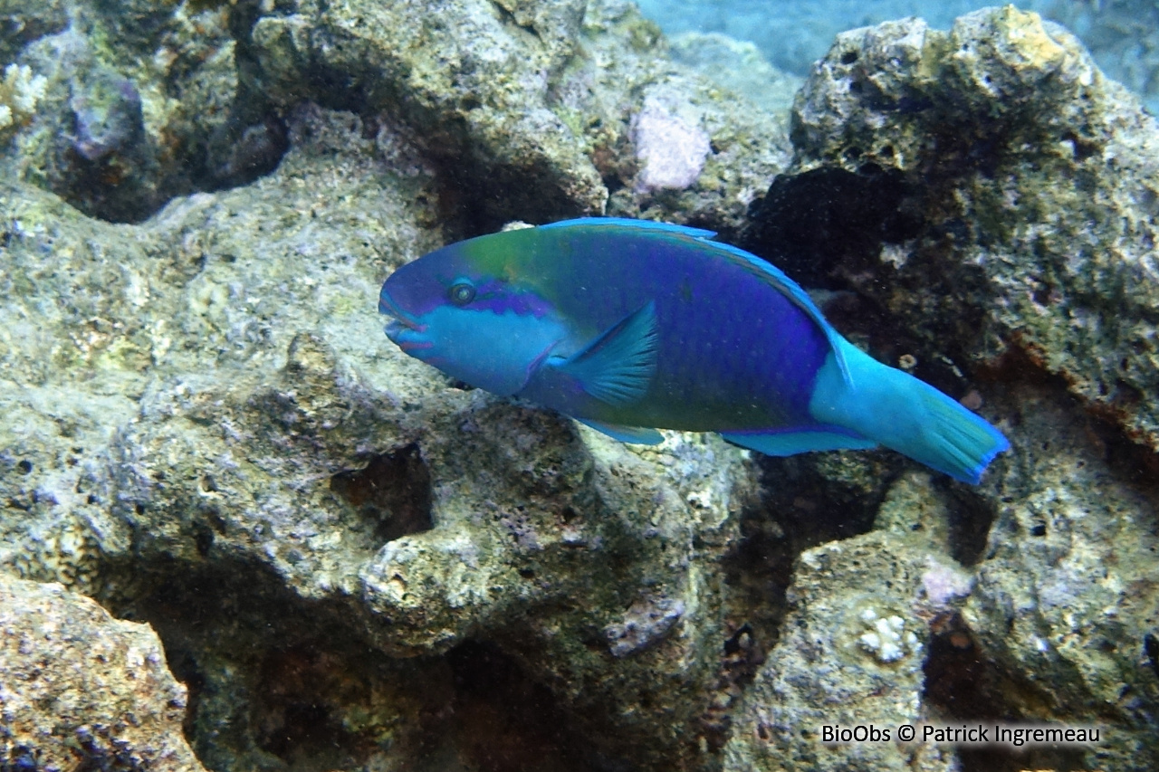 Perroquet-marguerite - Chlorurus sordidus - Patrick Ingremeau - BioObs