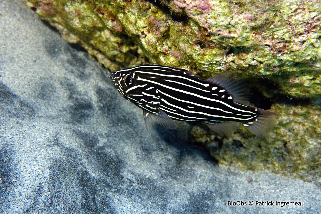 Savon à raies d'or - Grammistes sexlineatus - Patrick Ingremeau - BioObs