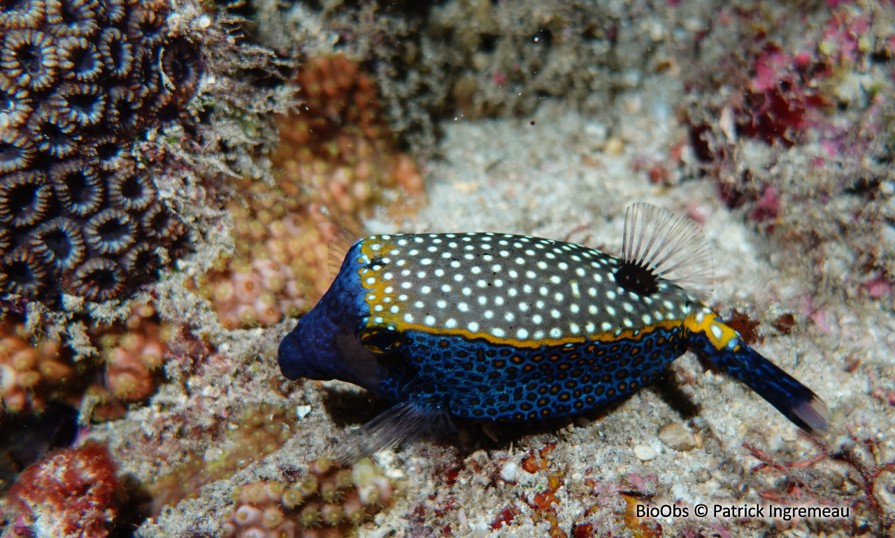 Poisson-coffre pintade - Ostracion meleagris - Patrick Ingremeau - BioObs