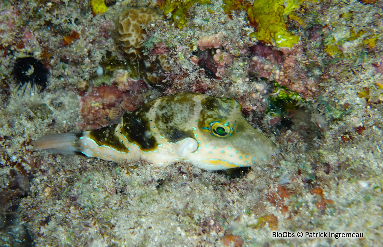 Canthigaster à points bleus - Canthigaster cyanospilota - Patrick Ingremeau - BioObs