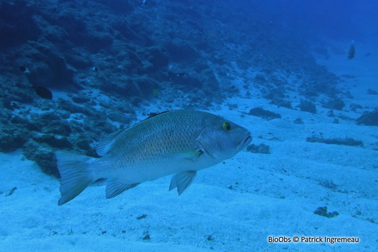 Vivaneau des mangroves - Lutjanus argentimaculatus - Patrick Ingremeau - BioObs