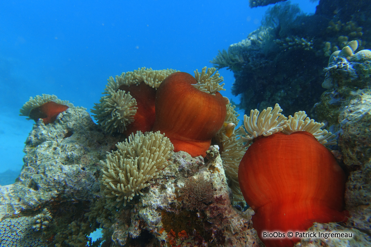 Anémone magnifique - Heteractis magnifica - Patrick Ingremeau - BioObs