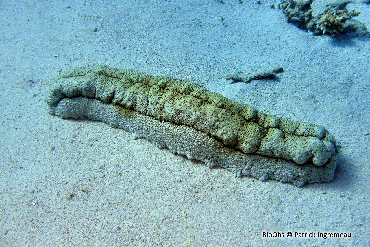 Holothurie géante - Thelenota anax - Patrick Ingremeau - BioObs