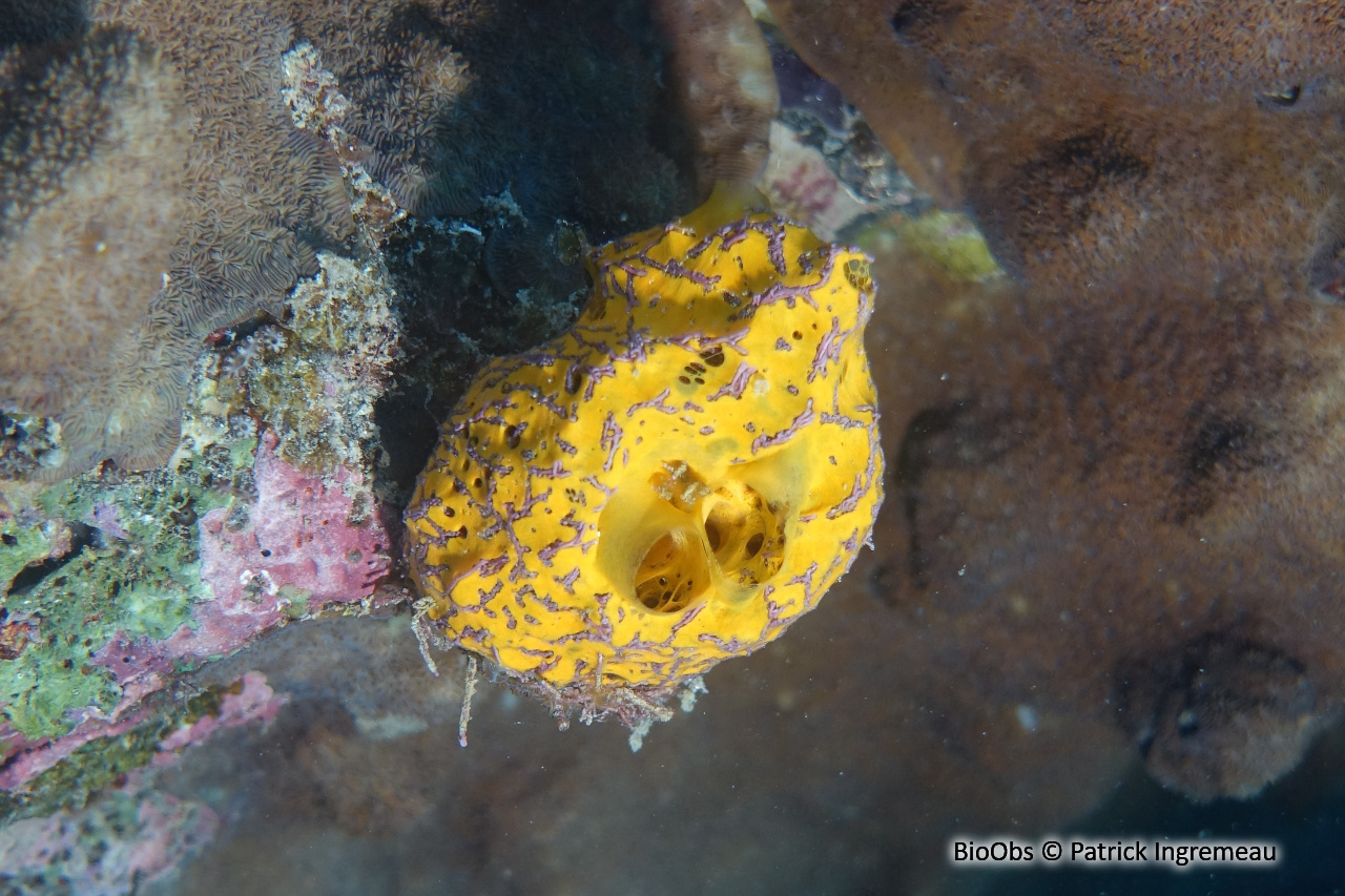 Mycale humilis - Mycale humilis - Patrick Ingremeau - BioObs